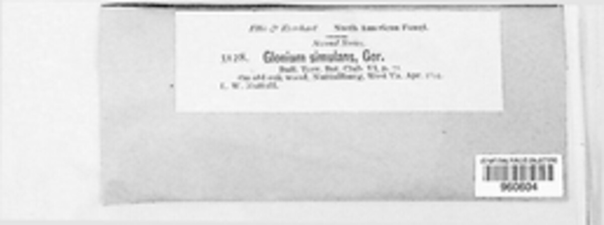 Psiloglonium simulans image